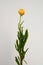 White helichrysum Straw flower bloomingÂ on white background